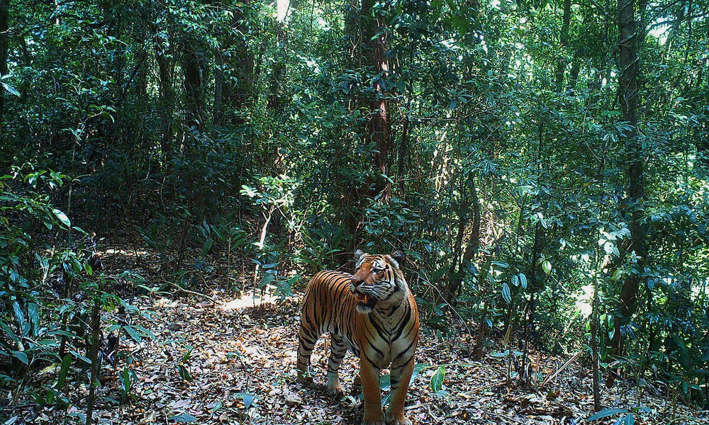 Camera trap image of a tiger in forests of Dawna Tenasserim landscape, Myanmar