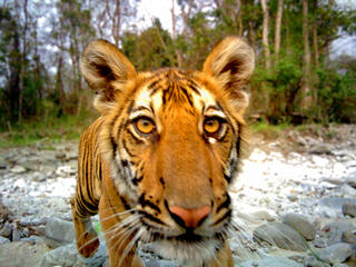 juvenile tiger in Royal Manas National Park