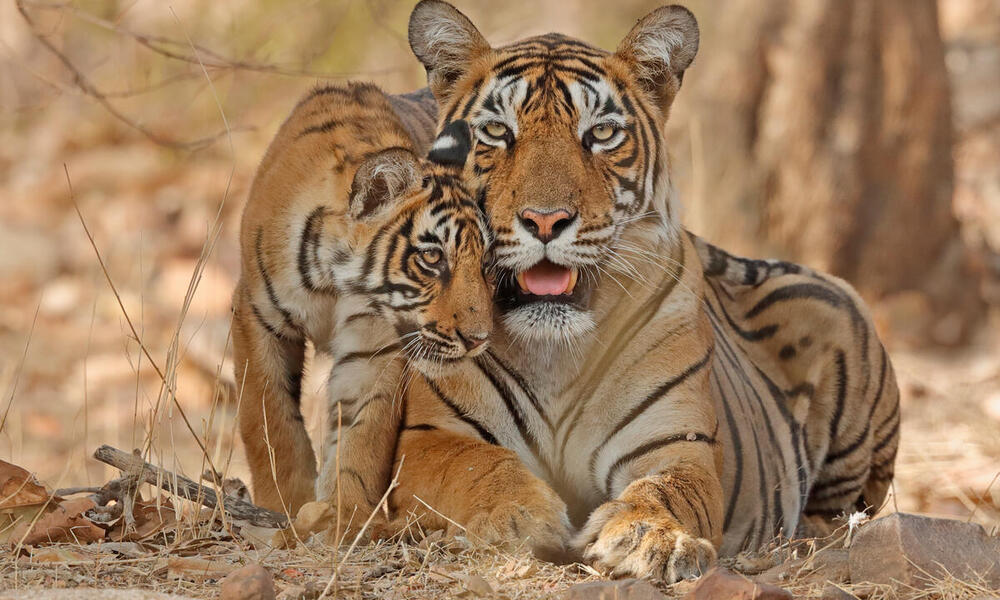 Tiger and cub in grasslands of Ranthambhore, Rajhasthan, India