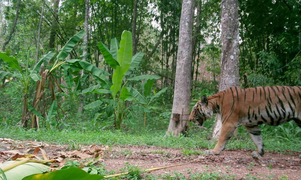 タイで野生のトラの個体数が増加