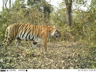 camera trap image of tiger in Terai Arc landscape 