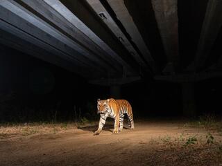 In darkness, tiger walks down NH-44, the National Highway, the longest highway in India