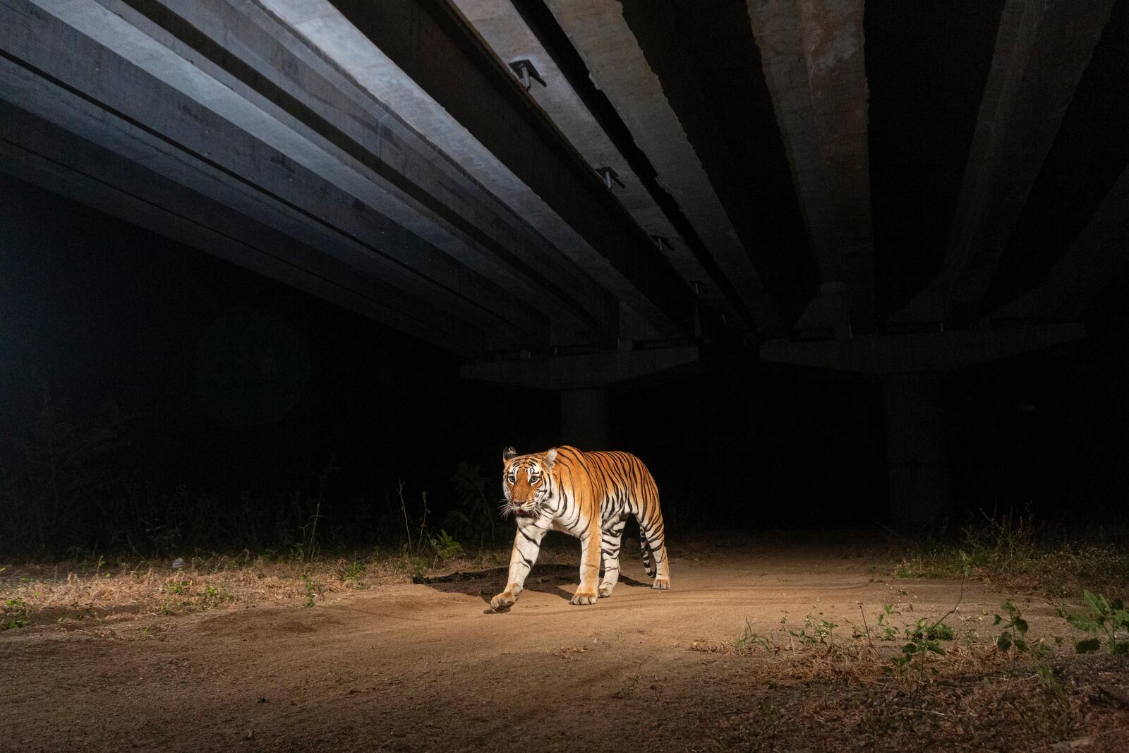 In darkness, tiger walks down NH-44, the National Highway, the longest highway in India