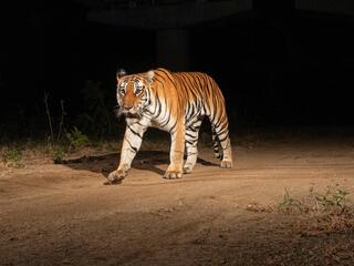 In darkness, tiger walks down NH-44, the National Highway, the longest highway in India