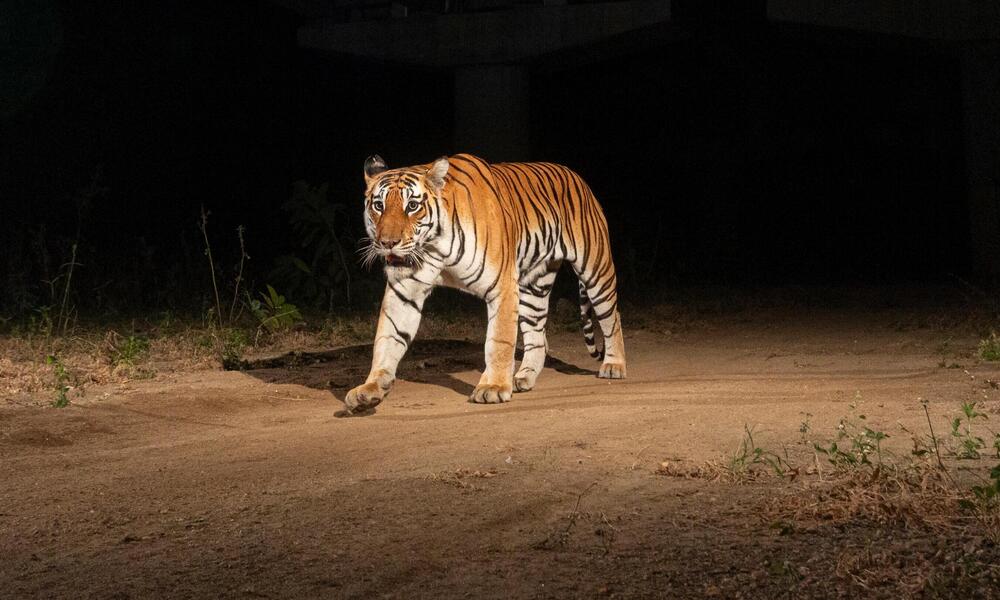 In darkness, tiger walks down NH-44, the National Highway, the longest highway in India