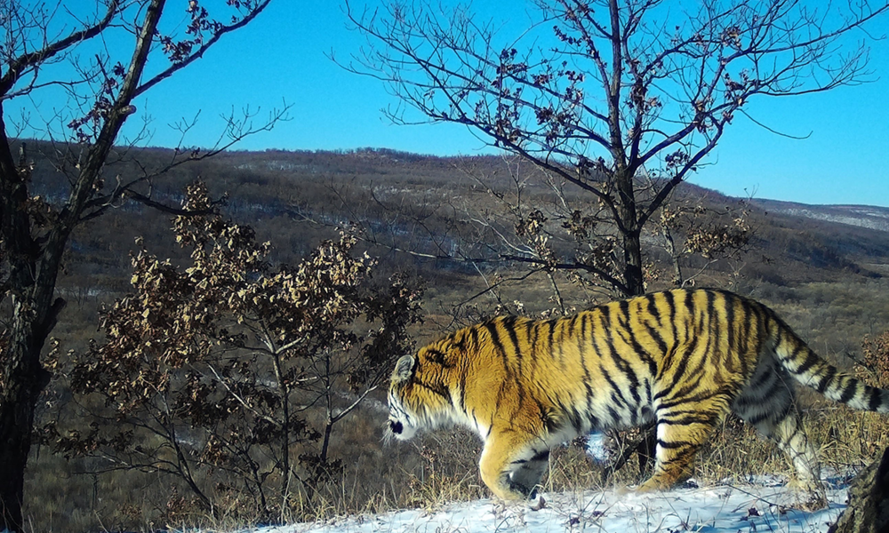 tiger in Komissarovsky Wildlife Refuge