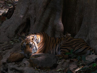 Tiger laying in shade