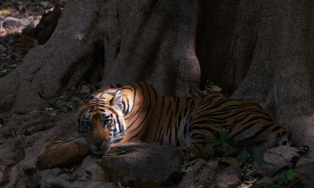 Tiger laying in shade