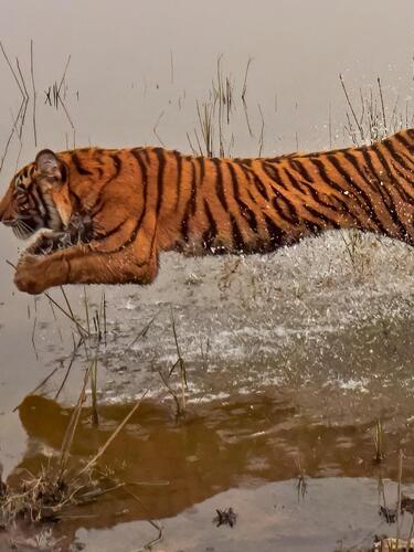 a tiger jumps over water