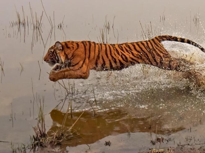 a tiger jumps over water