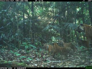 Camera trap image of a tiger mother walking through the forest behind three of her cubs with a fourth cub partially hidden by trees