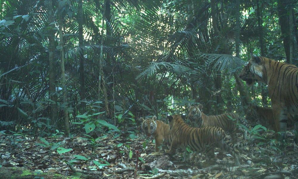 Camera trap image of a tiger mother walking through the forest behind three of her cubs with a fourth cub partially hidden by trees