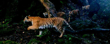 A mother tiger leads her three cubs through forest in Thailand