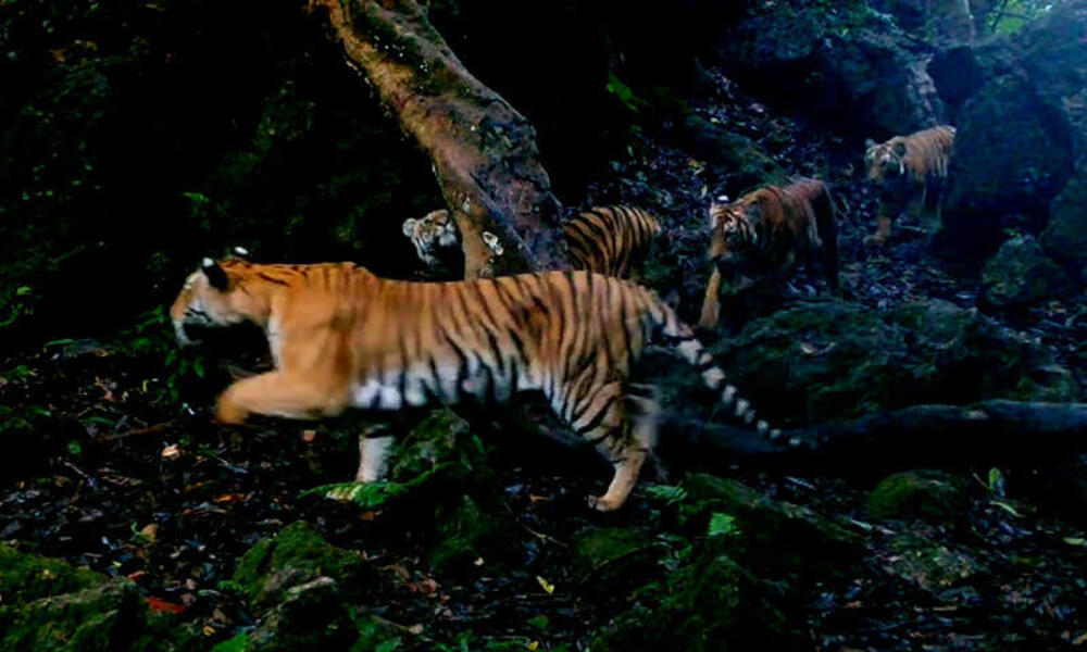 A mother tiger leads her three cubs through forest in Thailand