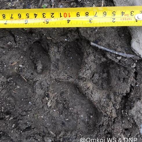 a measuring tape against a tiger pugmark (footprint)  in the mud