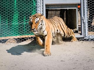 A tiger bounds out of a cage into it's new semi-captive range in Kazakhstan