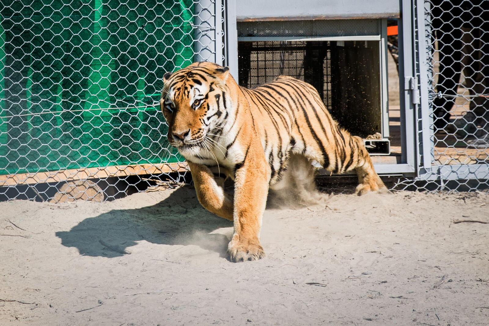 A tiger bounds out of a cage into it's new semi-captive range in Kazakhstan