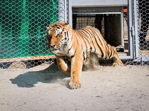 A tiger bounds out of a cage into it's new semi-captive range in Kazakhstan