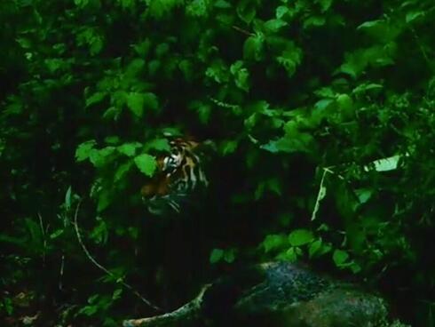 Still of tiger in forest brush about to drag prey away