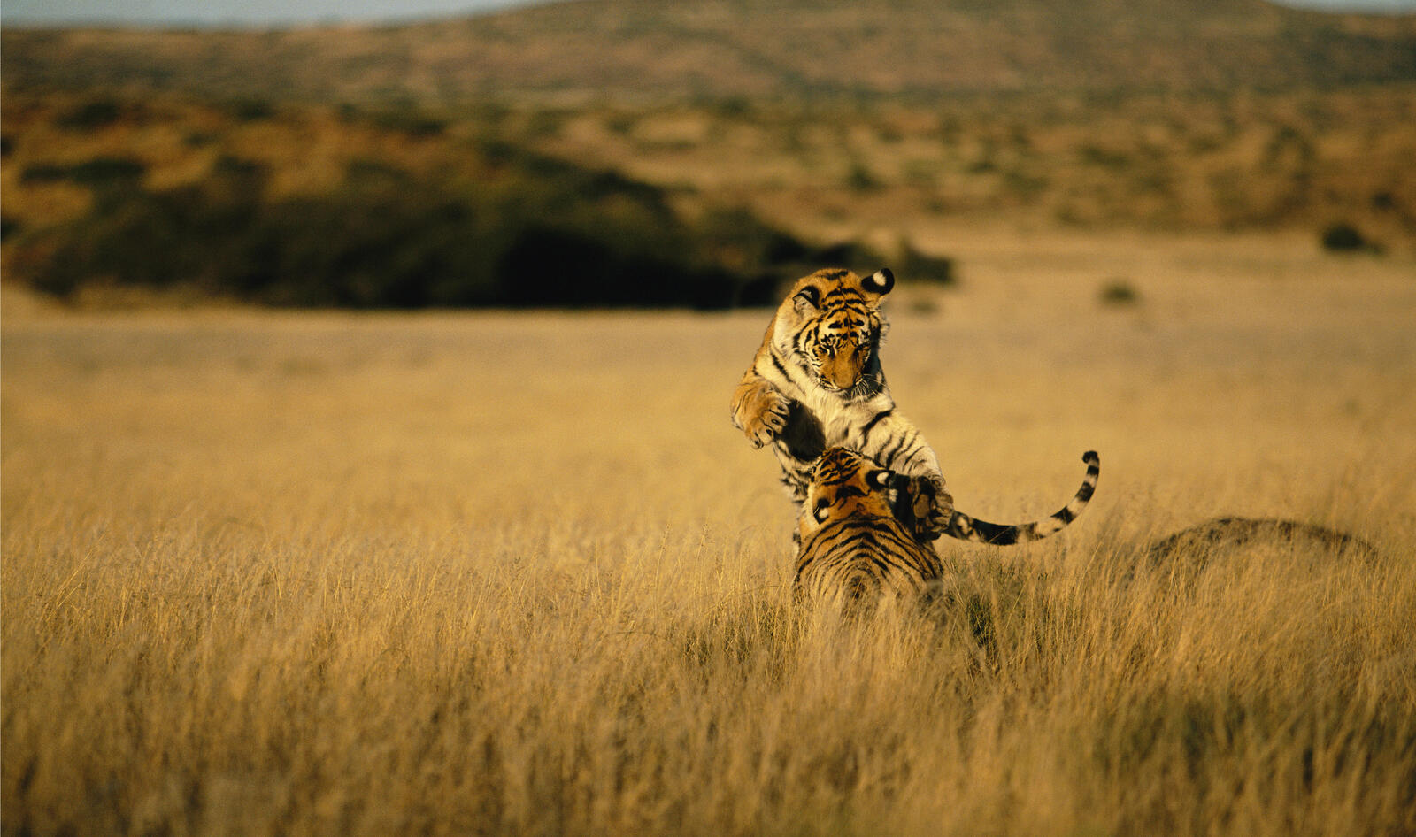 Tigers on the Way by Sean Kennedy