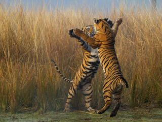 Tigers prancing and on hind legs.