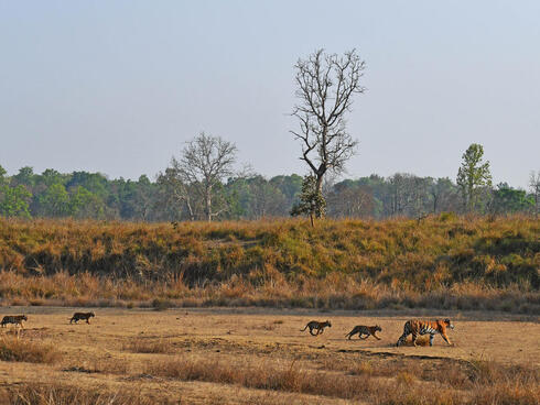 Tigress leads her cubs through Kanha National Park, India