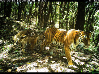 A large female tiger walks through the jungle followed by her three small cubs