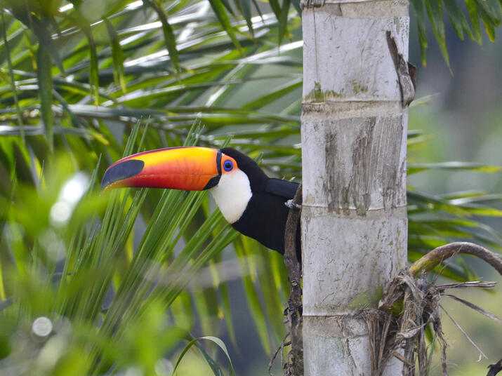 A toucan peeks out from behind a tree in the Atlantic Forest.