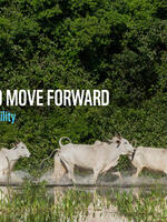 Tracing Back to Move Forward Brochure