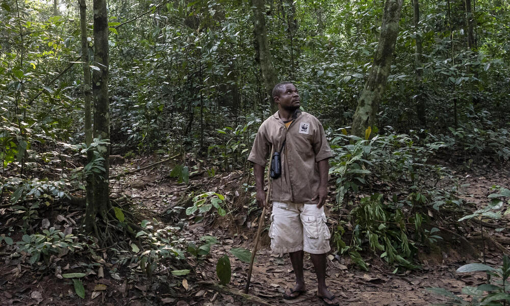 Ossolo Dacko, a BaAka tracker for the western lowland gorilla habituation program, Dzanga-Sangha Special Reserve, Central African Republic