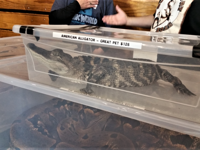 An American alligator in a sealed plastic container