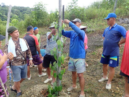 A group of pepper farmers gather around a wooden stake in the ground as a man in the middle wraps a pepper plant to the stake