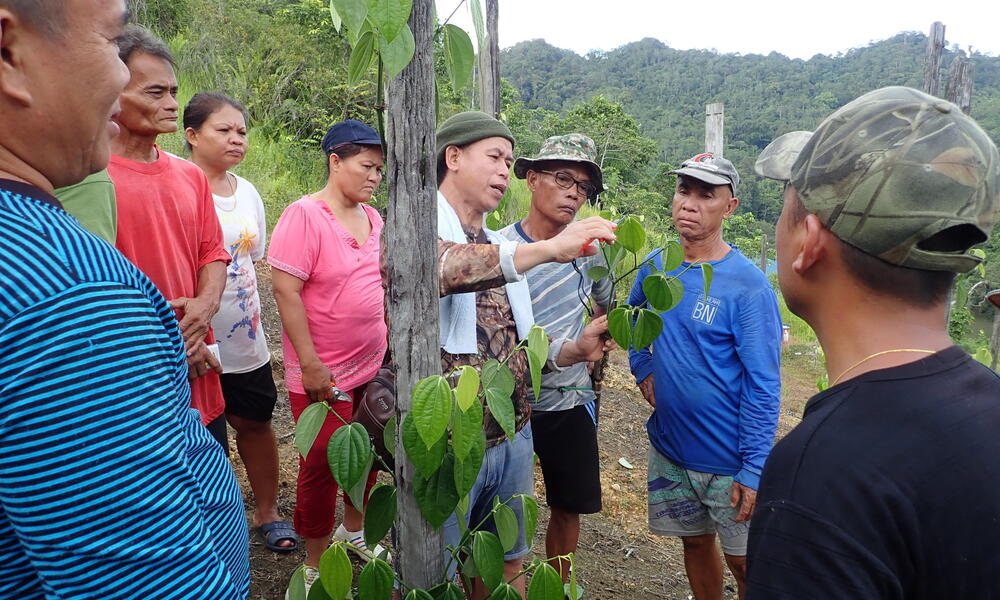 A groupd of pepper farmers gathered around a wooden stake that a green pepper vine is growing on