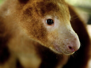 tree kangaroo portrait