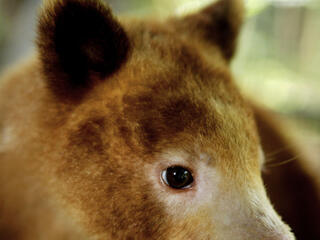 tree kangaroo portrait