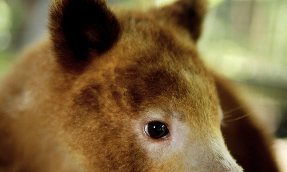 Tree Kangaroo: Facts About These Declining Species | Stories | WWF