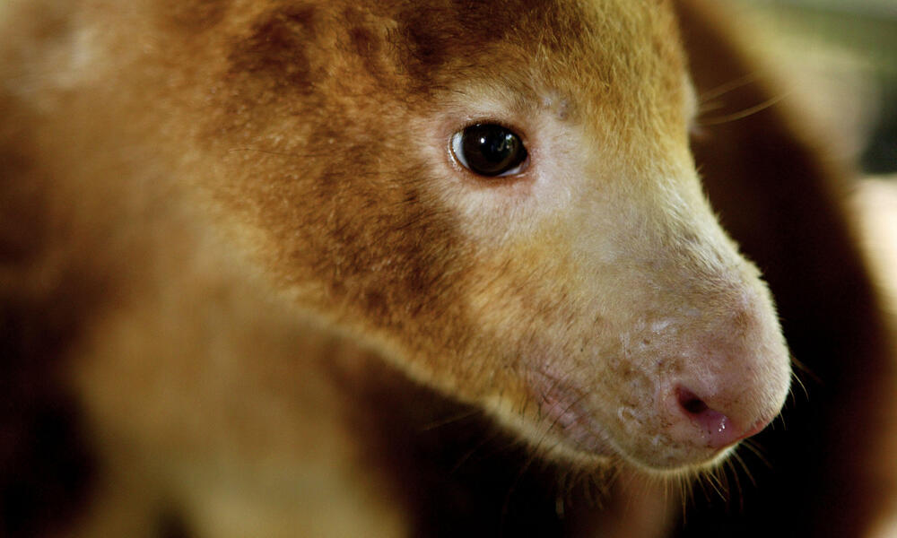 Tree Kangaroo: Facts About These Declining Species | Stories | WWF