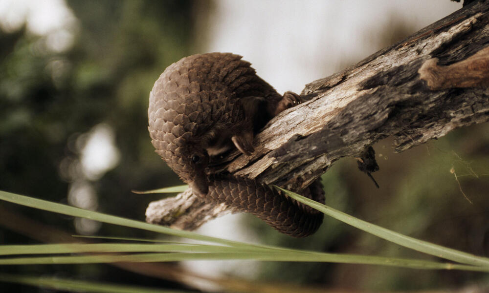 tree pangolin 