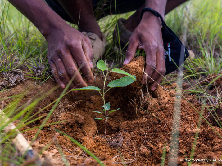 a person planting a seedling
