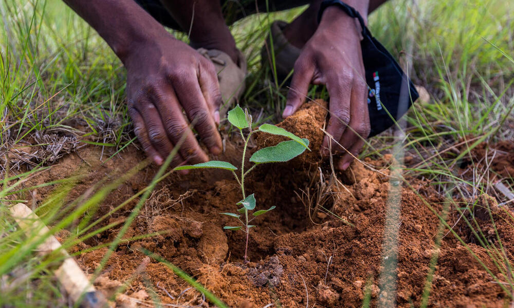 a person planting a seedling