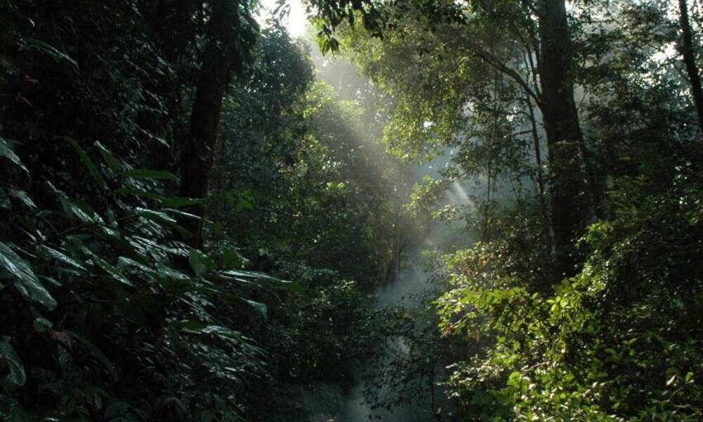 Tropical forest in Sumatra
