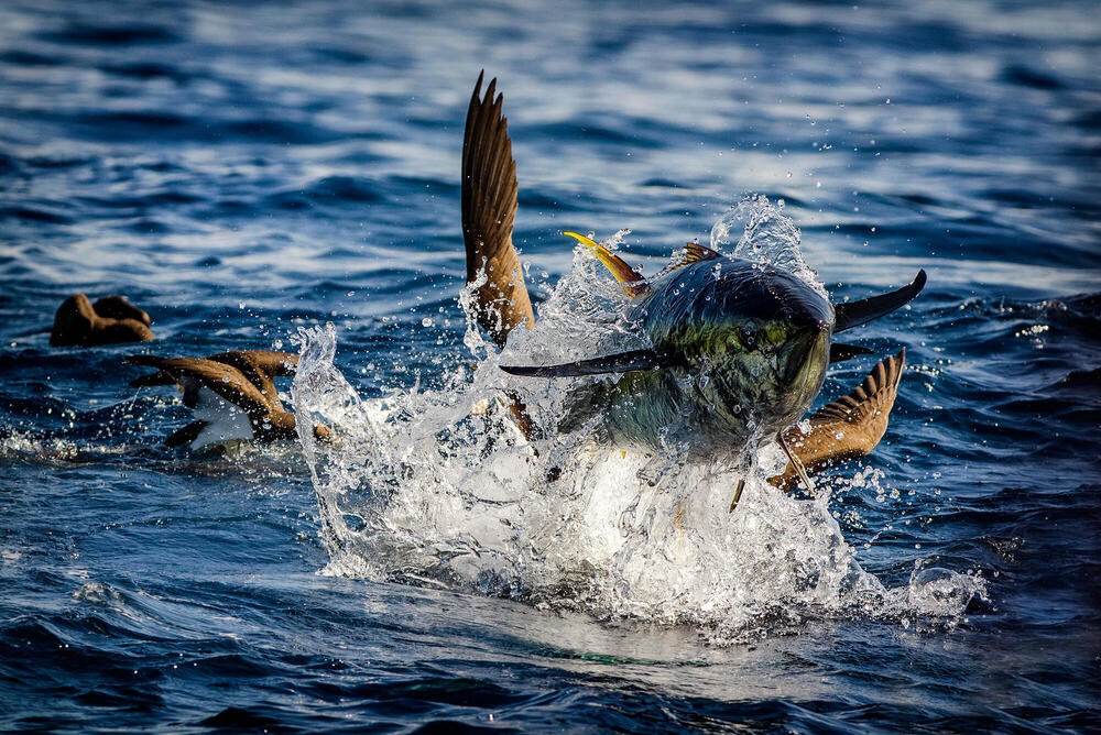 A better way to fish for yellowfin tuna in the Philippines, Magazine  Articles