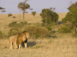 Two male lions walking