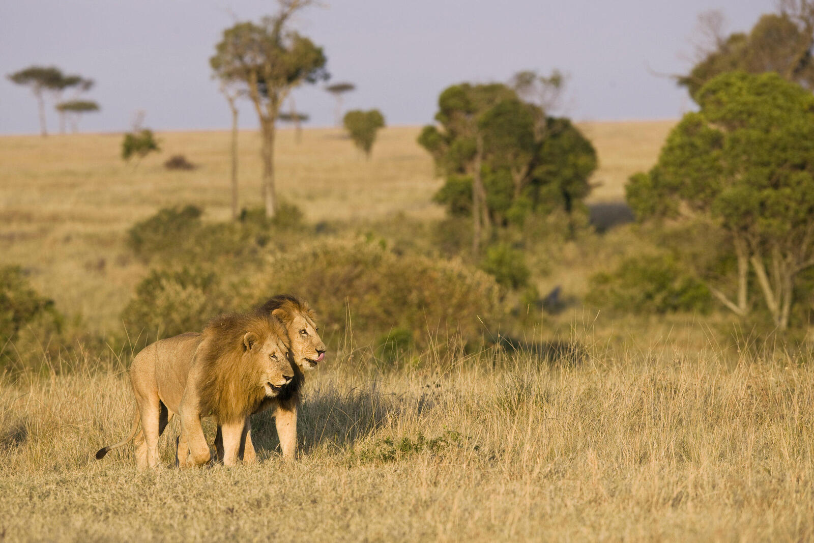 Two male lions walking