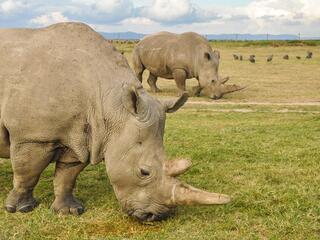 two rhinos in field_Kenya