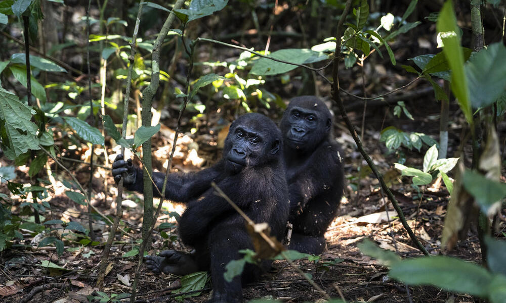 two western lowland gorillas sitting on the ground in the forest both look over their shoulders at the camera