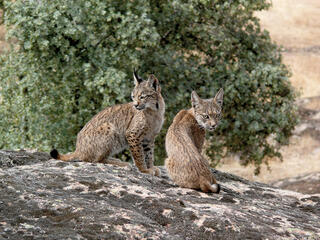 Two young Iberian Lynx.