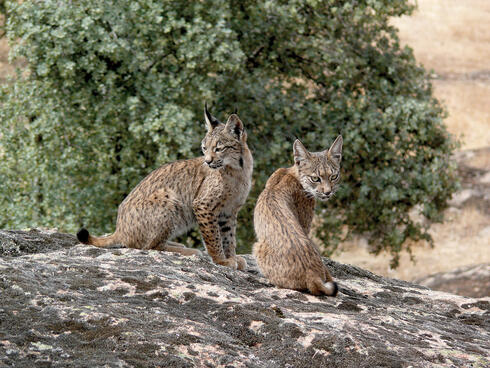 Two young Iberian Lynx.
