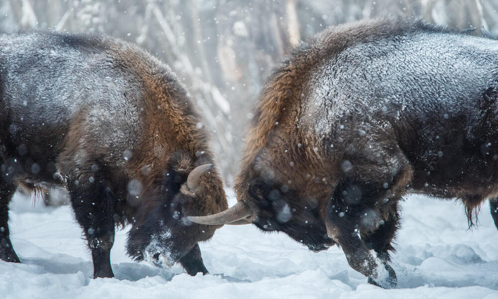 Bison from Sweden expand wild herds in Russia | Magazine Articles | WWF