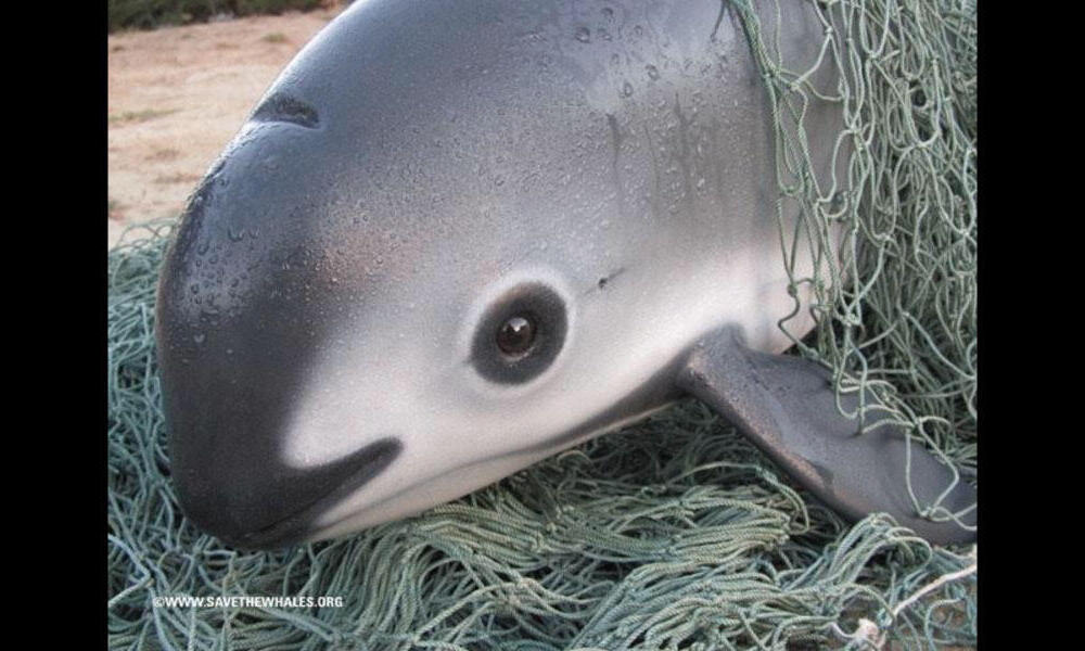 The vaquita: 5 Facts about the most endangered marine mammal | Stories | WWF